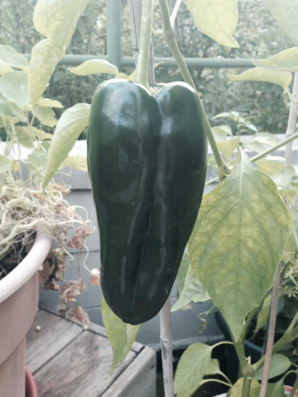 Giant Poblano.JPG