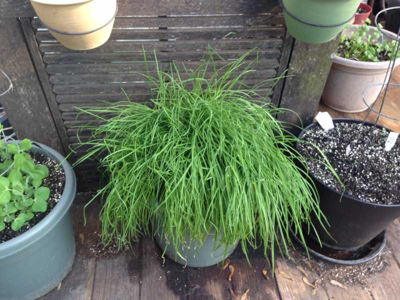 Chives Gone Wild.JPG