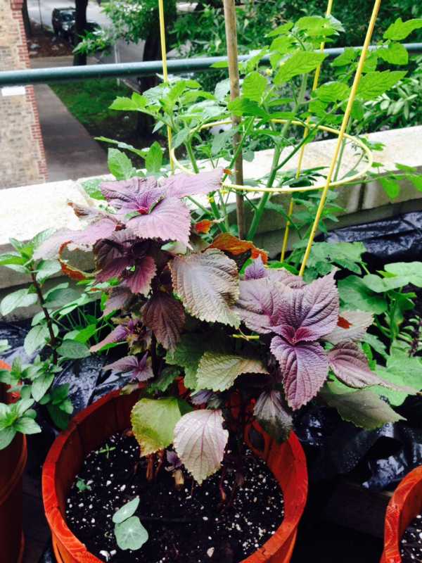 Purple Shiso pot 6-12.jpg