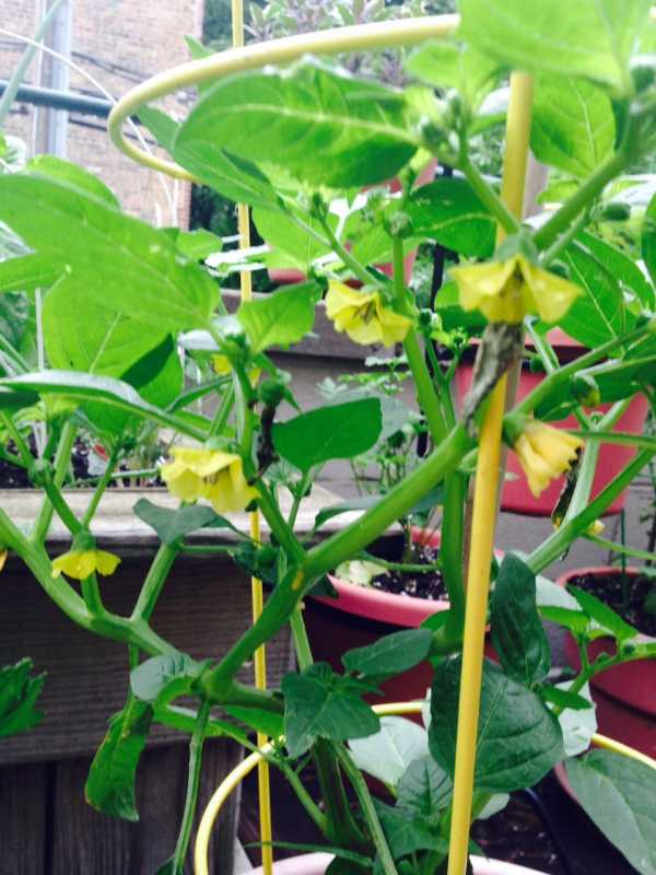 Tomatillo blossoms 6-12.jpg