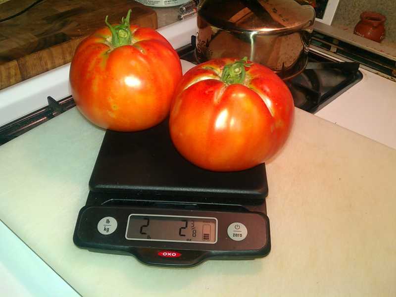 FirstTomatoes.jpg