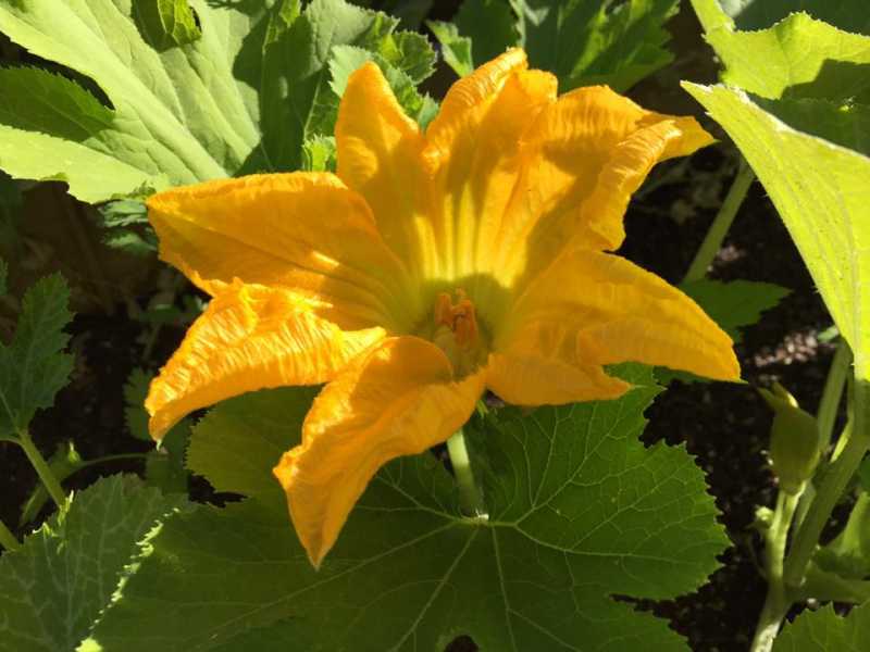 1st squash blossom.jpg