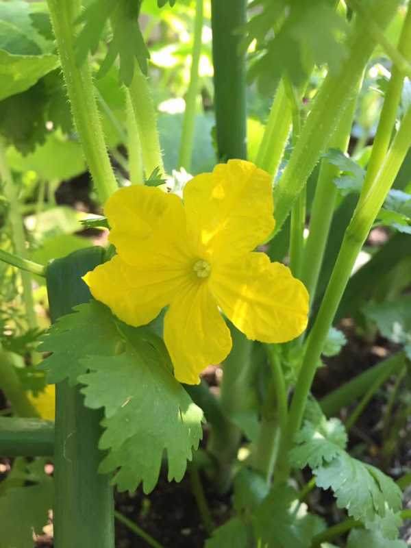 Bush Pickle Blossom.jpg