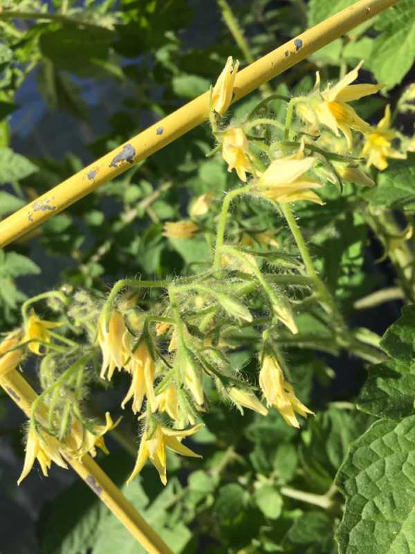 Blondkopchfen Tomato blossoms.jpg