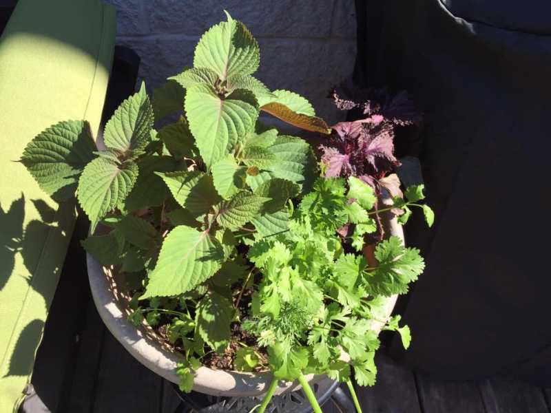 Asian Herb basket.jpg