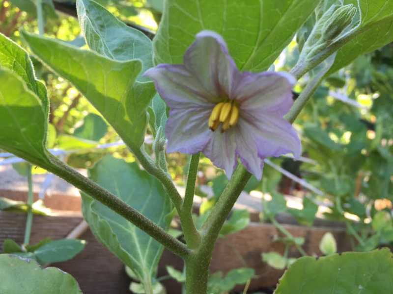 Eggplant Blossom.jpg