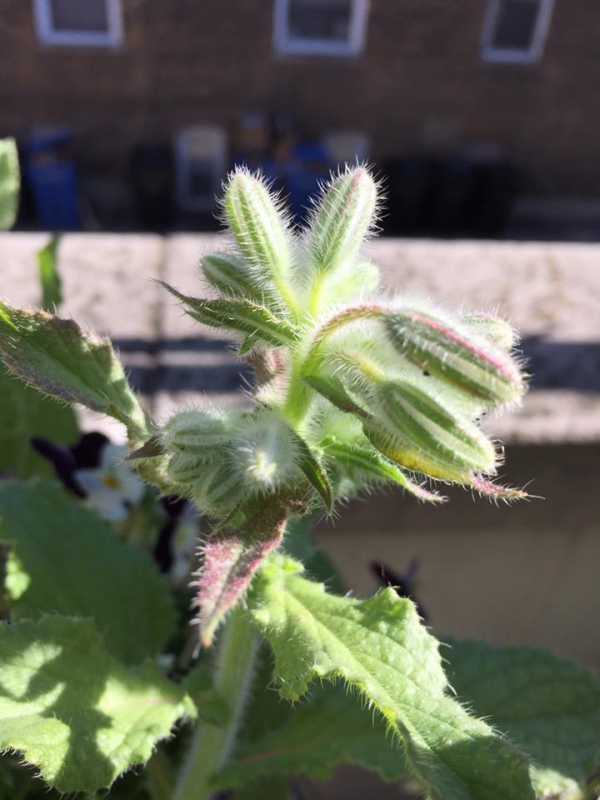 Borage buds.jpg