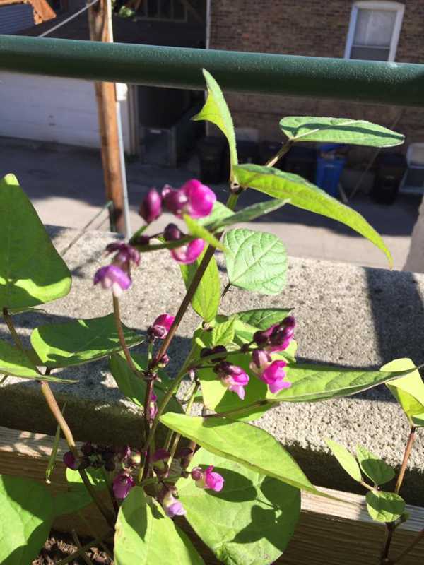 Purple Bean blossom.jpg