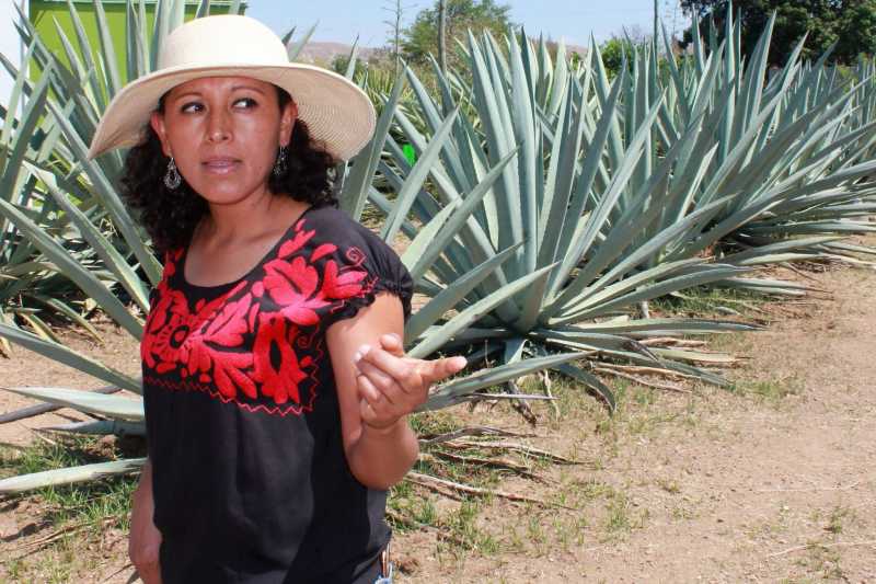 Graciela Angeles of Real Minero works to propagate and nurture many species of agave that could disappear if attention is not paid to them. .jpg