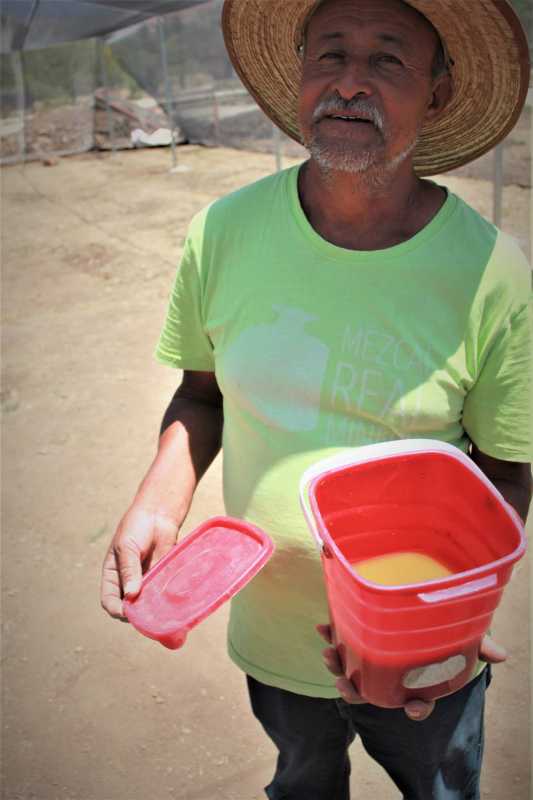 Agavero, tending hijuelos, baby agaves,  shows us organic pesticide made of chiles and herbs. It's spread outside the plant and sometimes injected into the heart..jpg