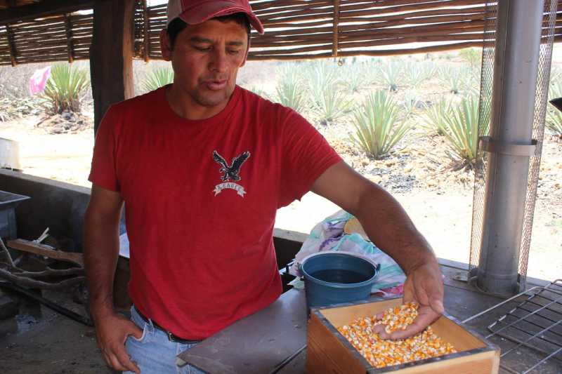 Maestro Eduardo Angeles, a successful mezcalero, explains to me how they sometimes make a kind of coffee from parched corn. Behind him is a field replanted with funds generated by LTHForum.com..jpg