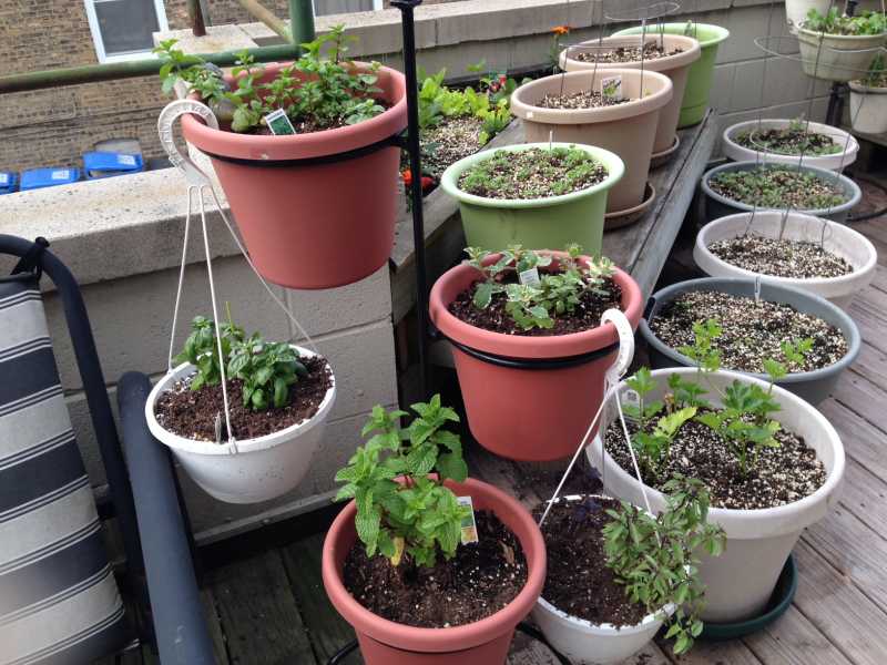 hanging basil pots.JPG