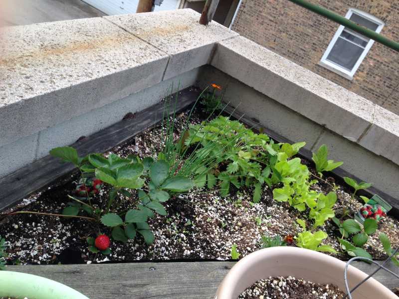 strawberry & lettuce patch.JPG