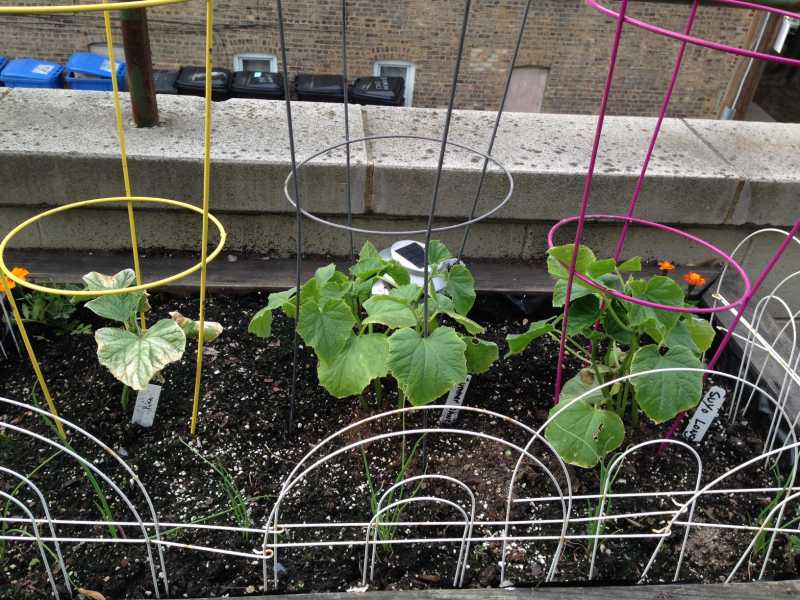 Squash (blossom!) patch.JPG