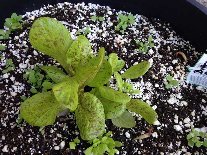 speckled bibb lettuce.JPG