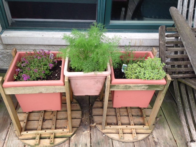 Herb pots 6-15.JPG