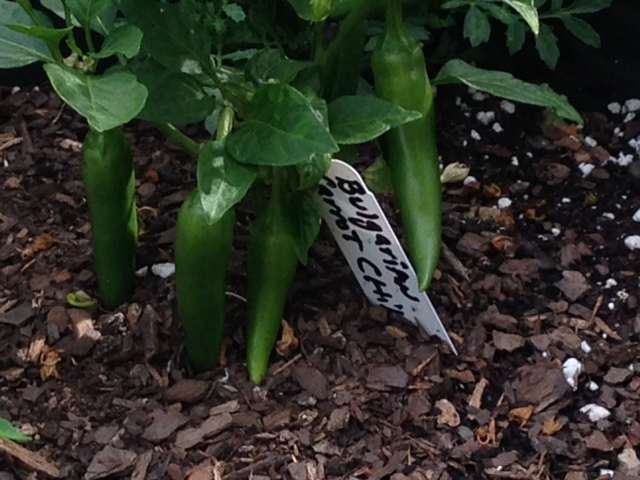 Bulgarian Carrot Chilis 6-15.JPG