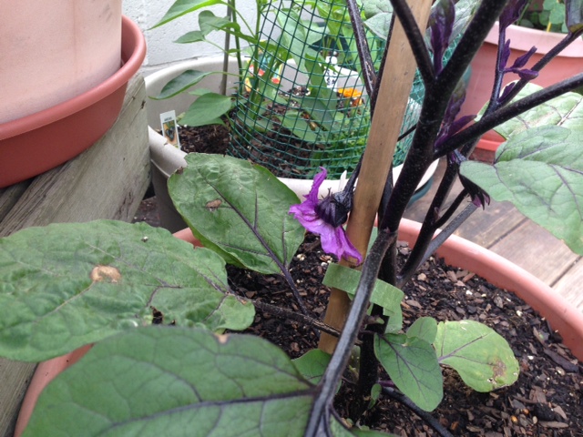 Eggplant Blossom 6-15.JPG