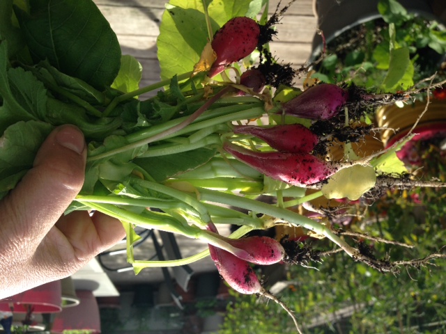 Radishes for Breakfast 6-15.JPG