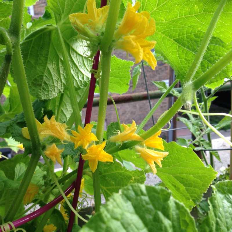 cuke flowers 7-2.JPG