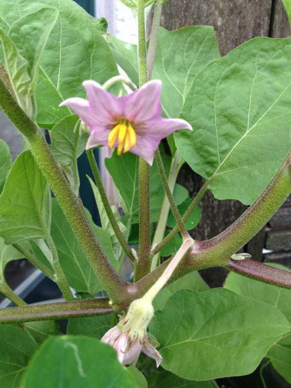 eggplant blossom 7-2.JPG