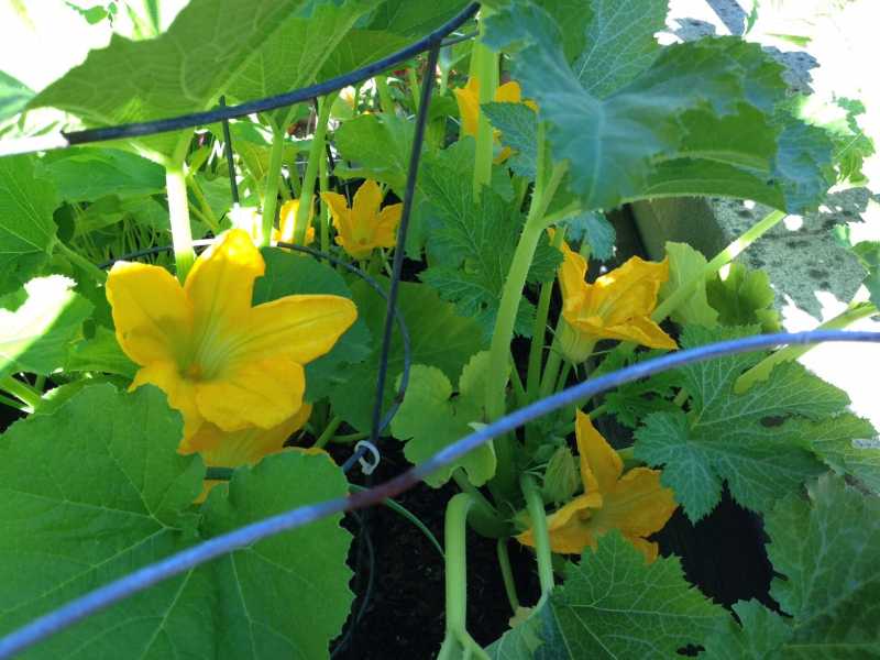 more squash blossoms 7-2.JPG