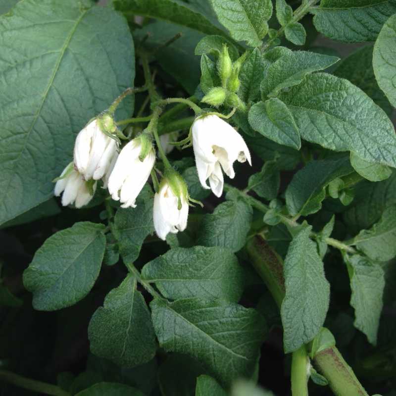 potato flowers 7-2.JPG