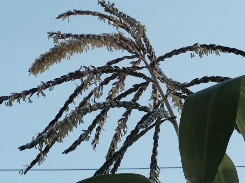 Corn tassel 1.JPG